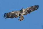 inwood eagle